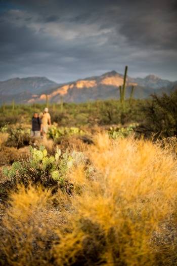 Sabino Canyon Hiking