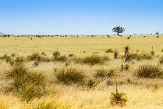 Sonoita