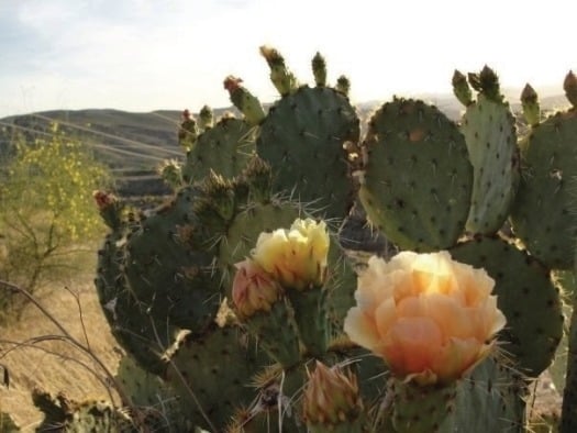 Prickly Pear Cactus