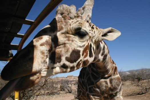 Out of Africa Wildlife Park