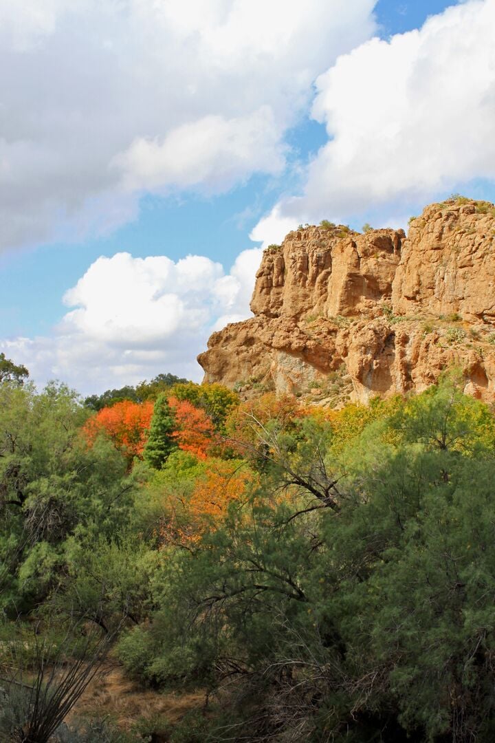 Boyce Thompson Arboretum