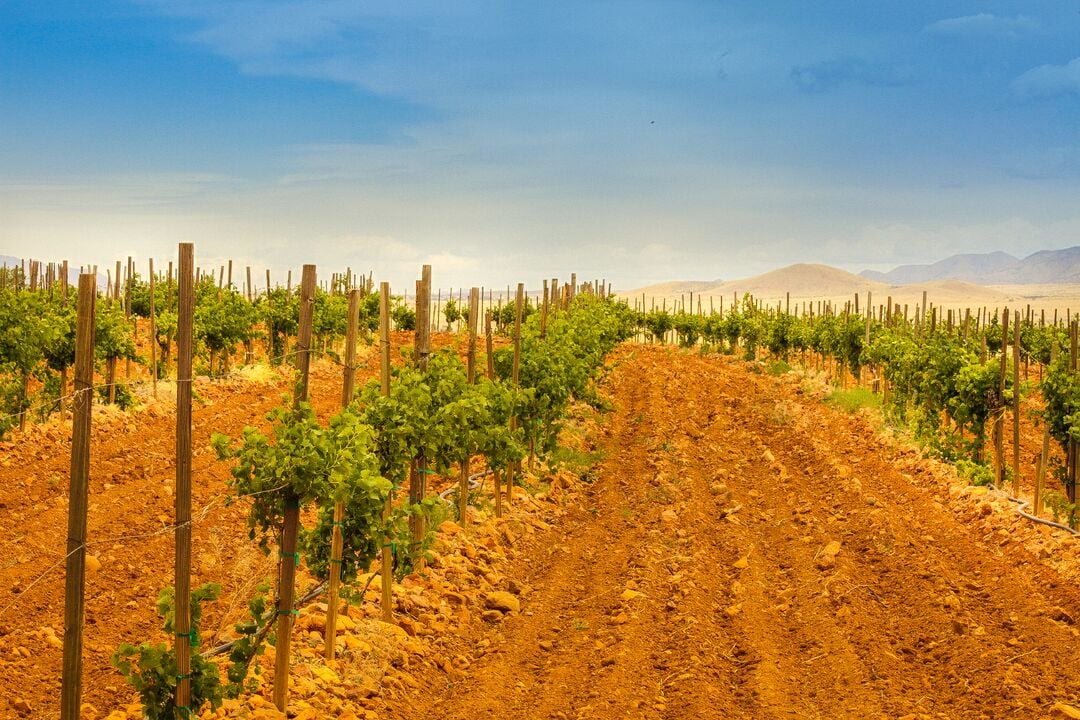 Sonoita Vineyards