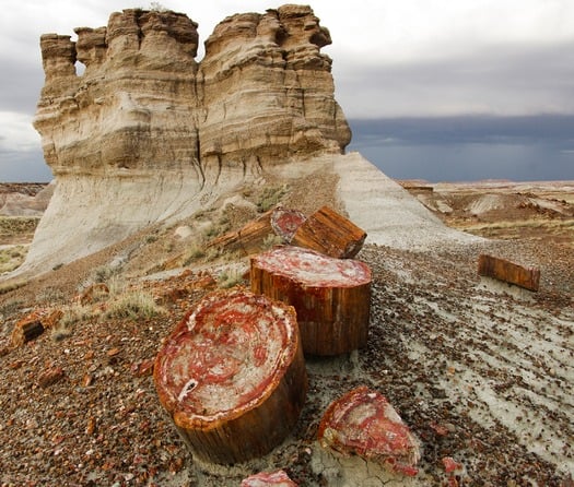 Petrified Forest National Park