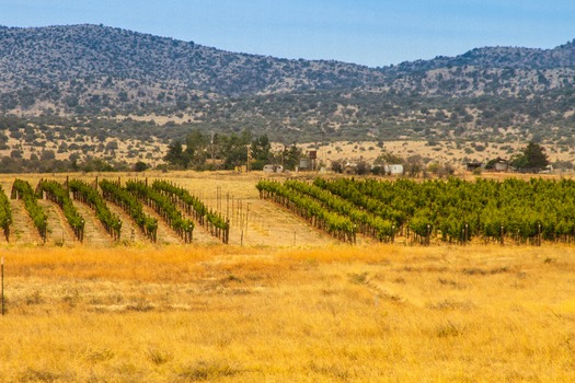 Sonoita Area Vineyards