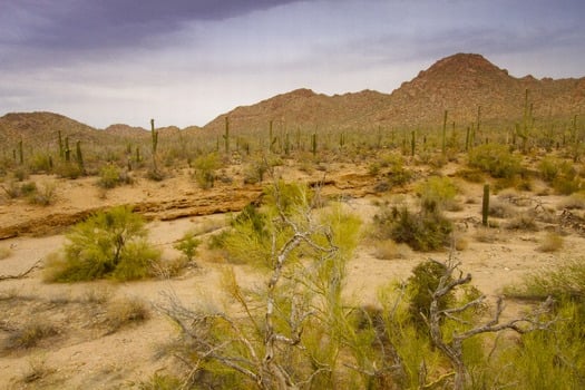 Saguaro National Park