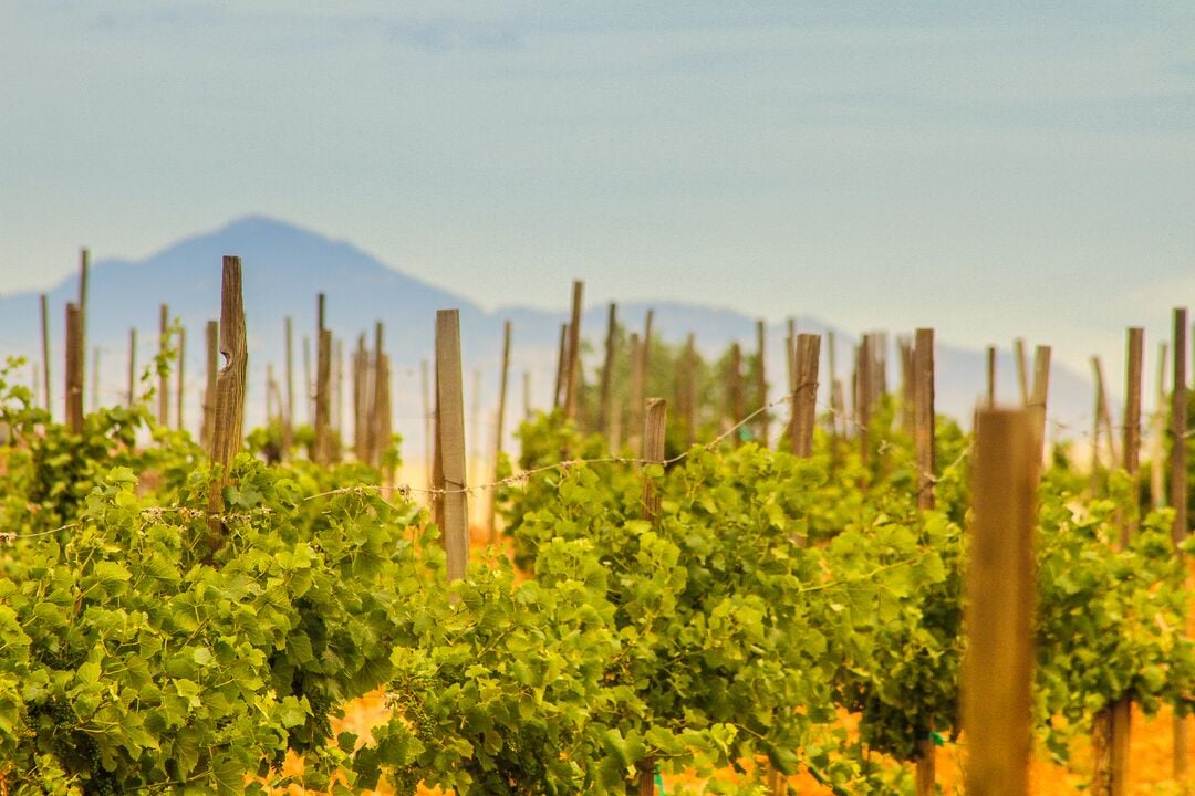 Sonoita Vineyards