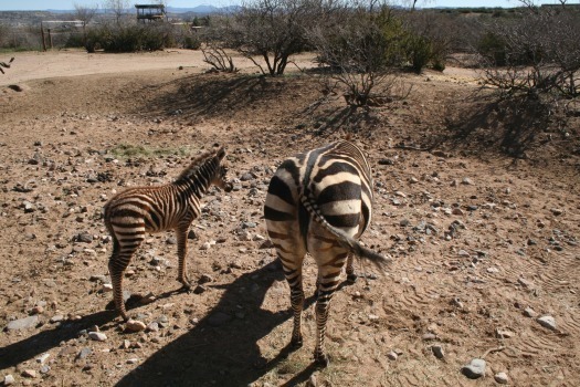 Out of Africa Wildlife Park