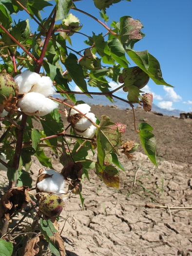 Safford Cotton Farm