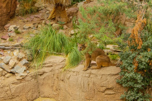 Arizona Sonoran Desert Museum