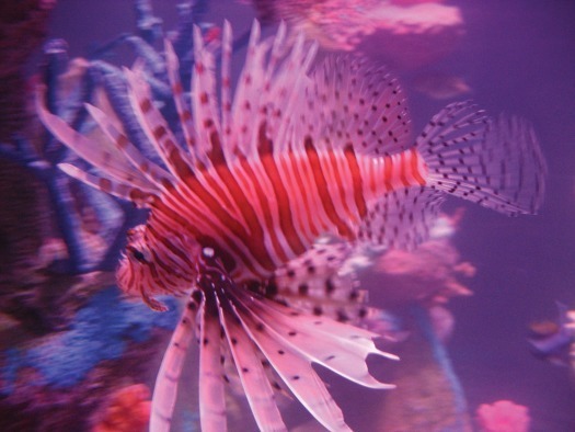 Tempe Sea Life Aquarium