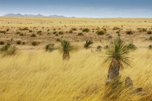 Sonoita