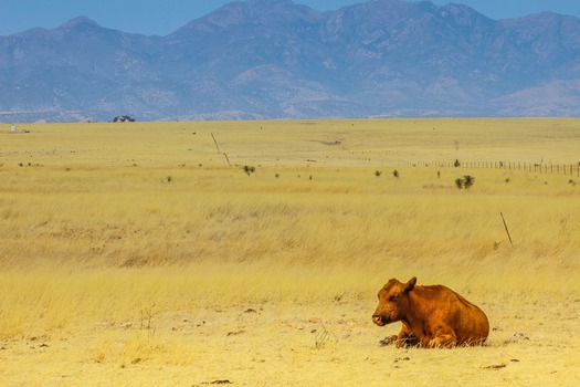 Sonoita