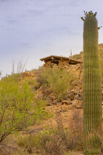 Saguaro National Park Lookout