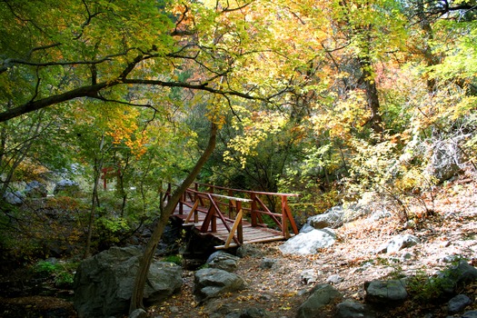 Garden Canyon Foot Bridge