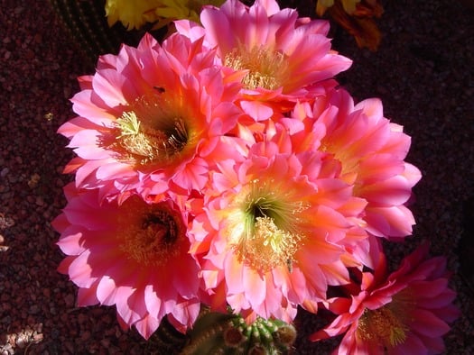 Cactus Flowers