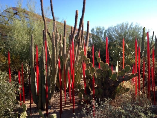 Desert Botanical Gardens