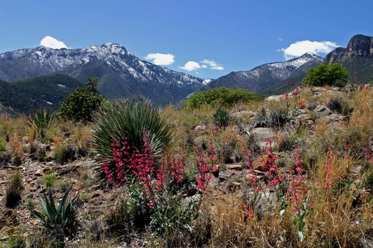 Coronado National Forest