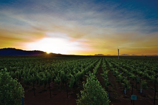 Vineyard Sunset