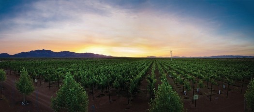 Vineyard Sunset