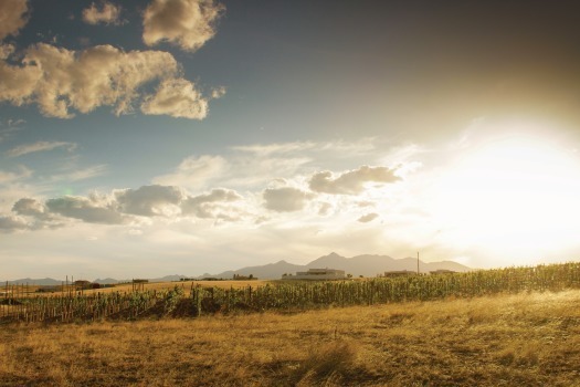 Hops and Vine Vineyard