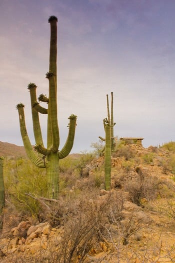 Saguaro National Park Lookout