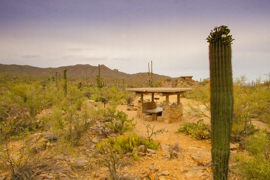 Saguaro National Park Picnic Area