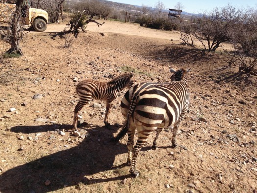 Out of Africa Wildlife Park