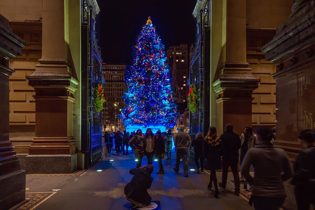 City Hall Tree