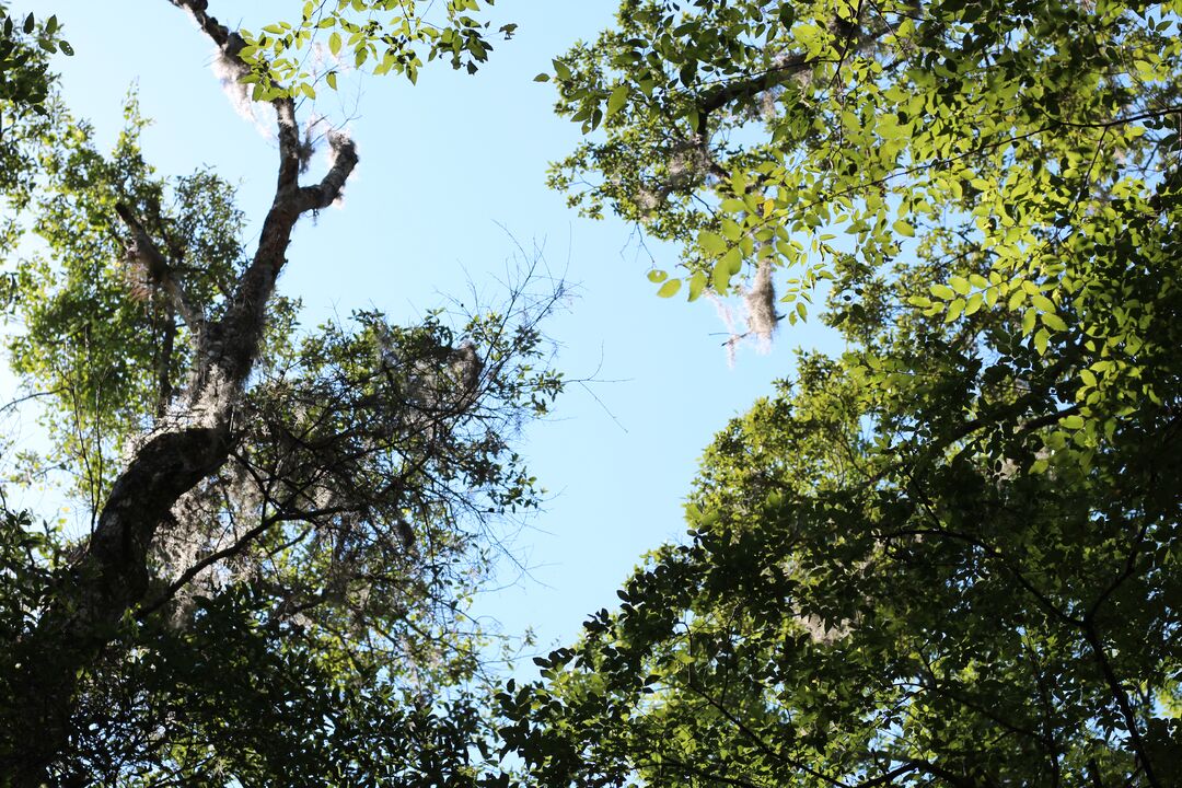 Fickett Hammock Preserve Tour