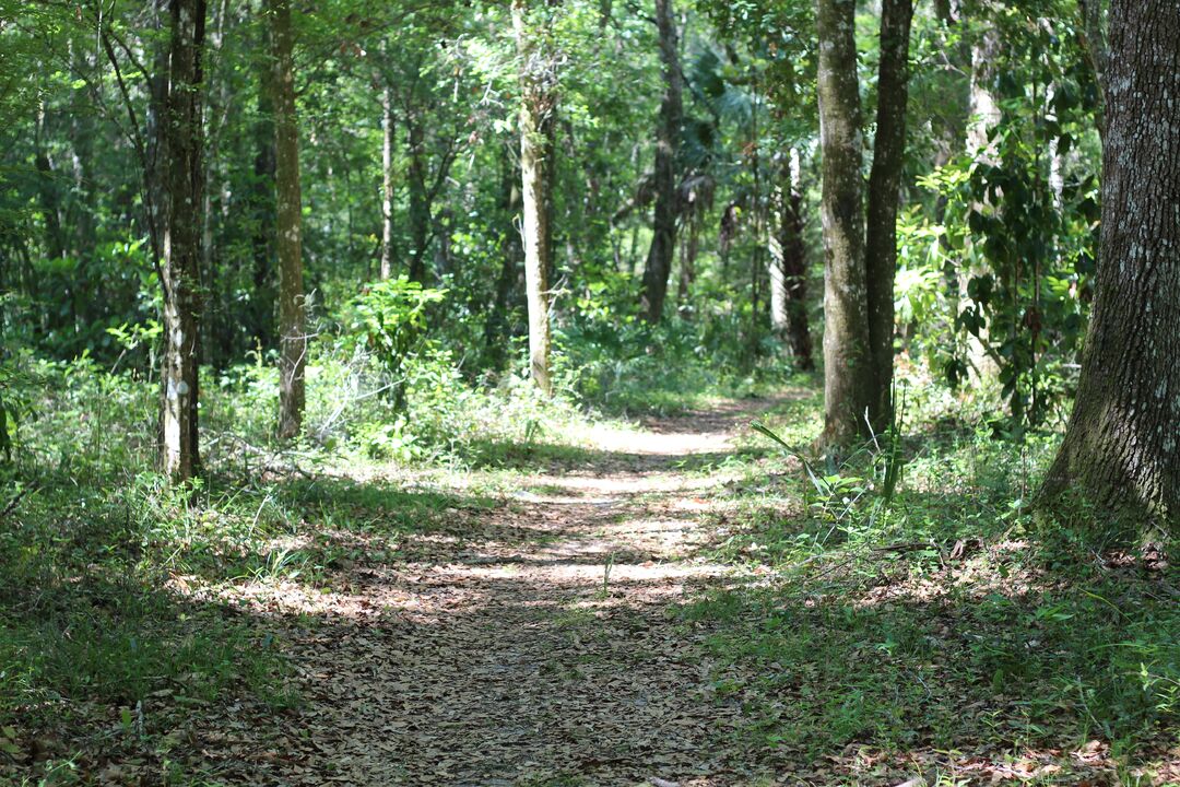 Fickett Hammock Preserve Tour