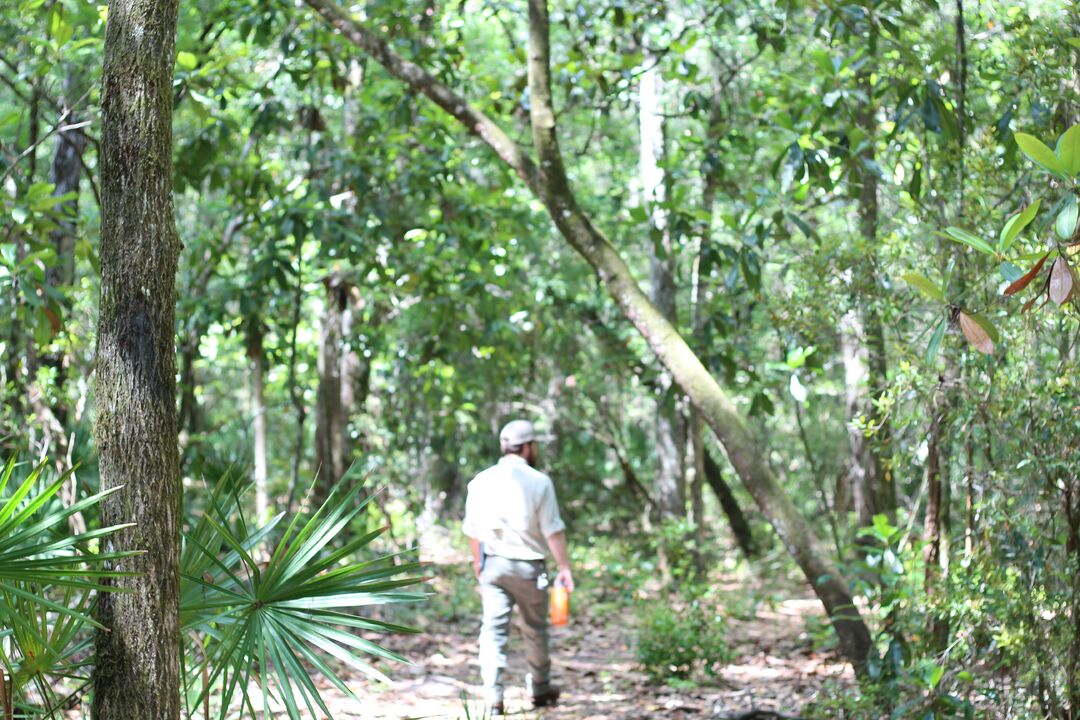 Fickett Hammock Preserve Tour