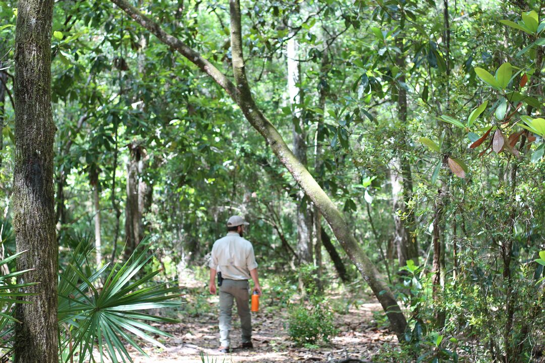 Fickett Hammock Preserve Tour