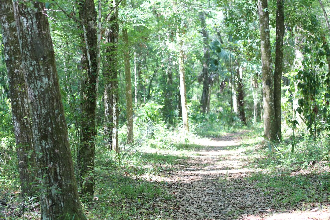 Fickett Hammock Preserve Tour