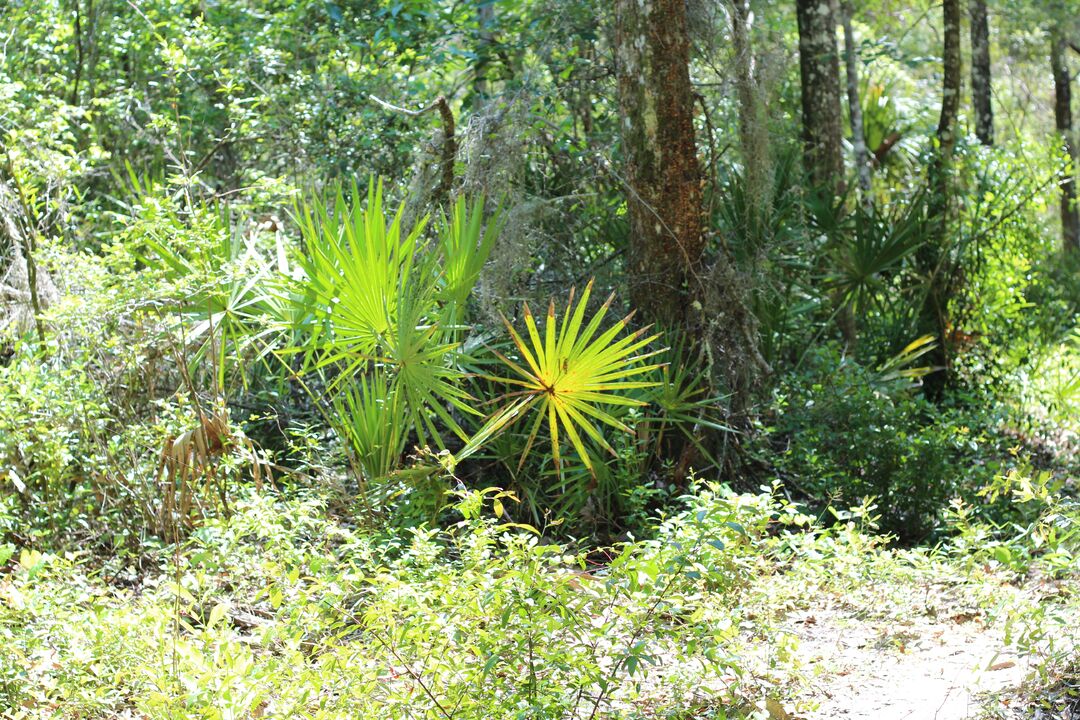 Fickett Hammock Preserve Tour