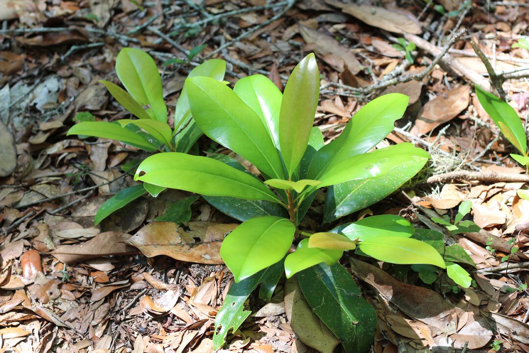 Fickett Hammock Preserve Tour