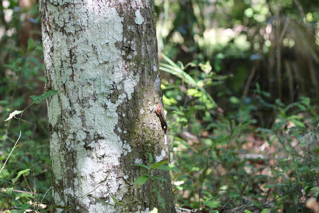 Fickett hammock gecko