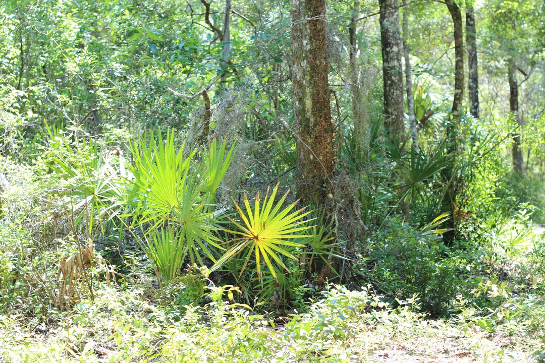 Fickett Hammock Preserve Tour