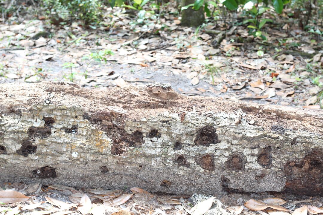 Fickett Hammock Preserve Tour