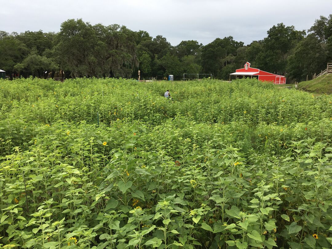 Harvest-moon Fun Farm