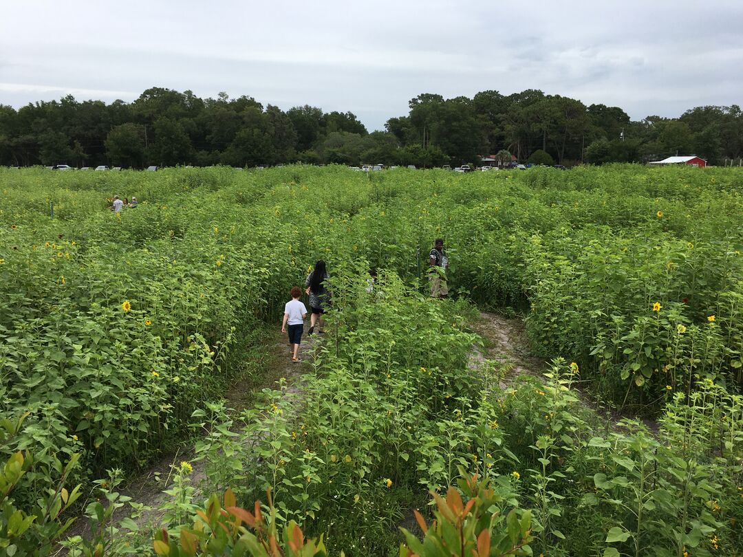 Harvest-moon Fun Farm