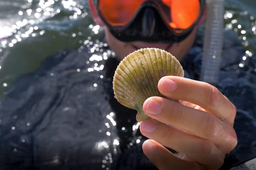 man with scallop in hand