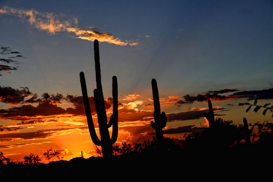 Sonora Desert Museum_credit Christine C. Photographie