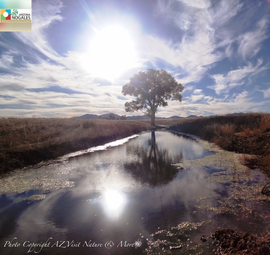 Pond in San Rafael Valley