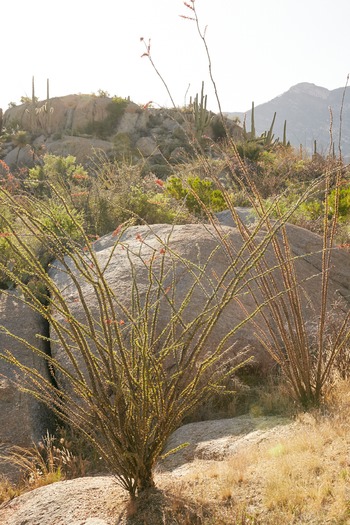 Miraval Resort and Spa