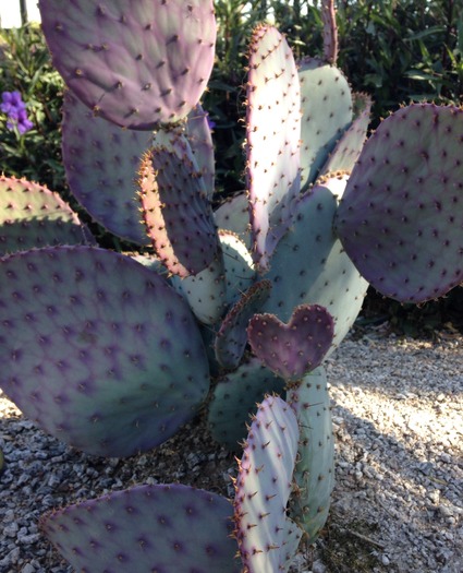 Purple Cactus