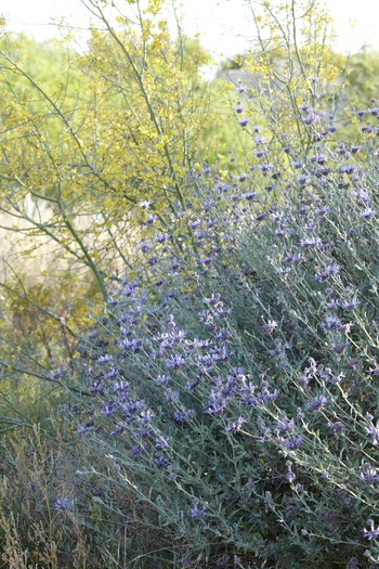 Miraval Resort and Spa