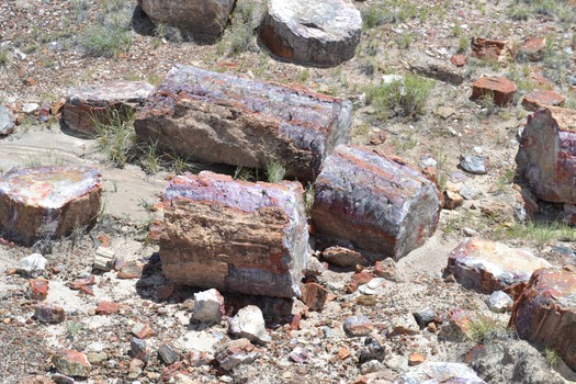 Petrified Forest National Park