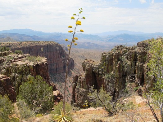 Canyon Views