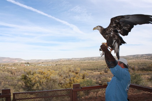 Eagle Sightseeing Tour