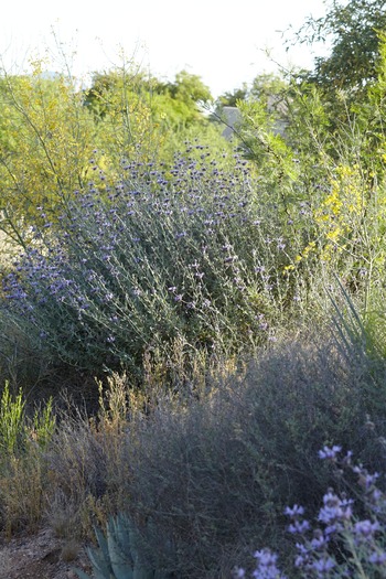 Miraval Resort and Spa